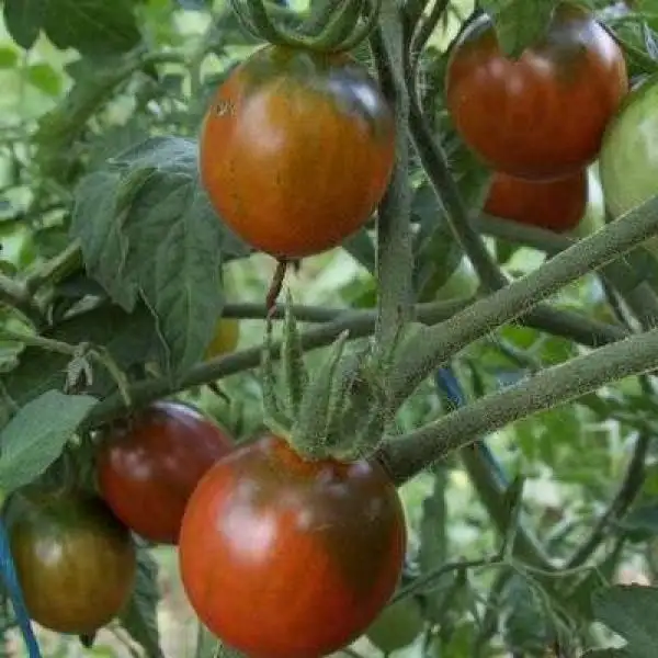 Tomaten: Black Centiflor Hypertress