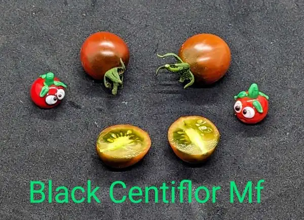 Tomaten: Black Centiflor Multiflora