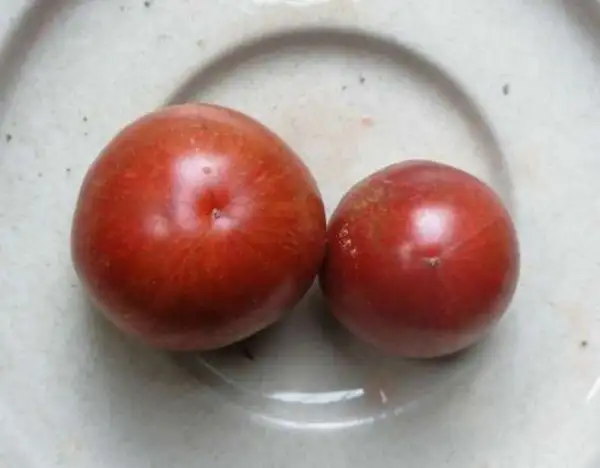 Tomaten: Black Cherokee Tiger