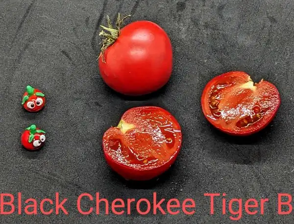 Tomaten: Black Cherokee Tiger