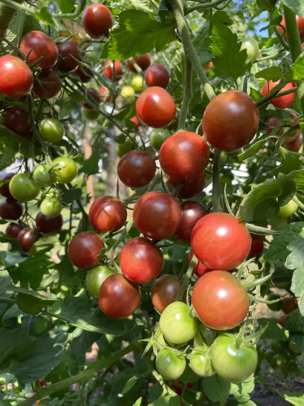 Tomaten: Black Cherry