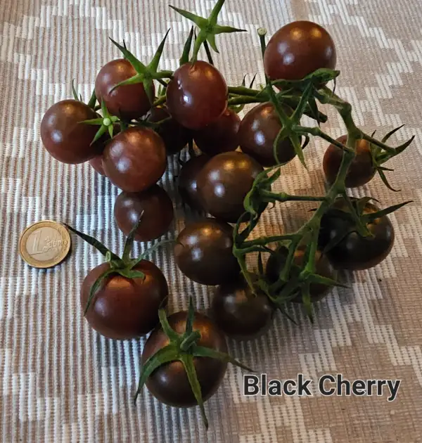 Tomaten: Black Cherry