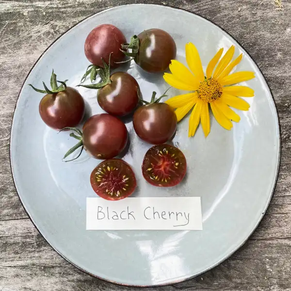 Tomaten: Black Cherry