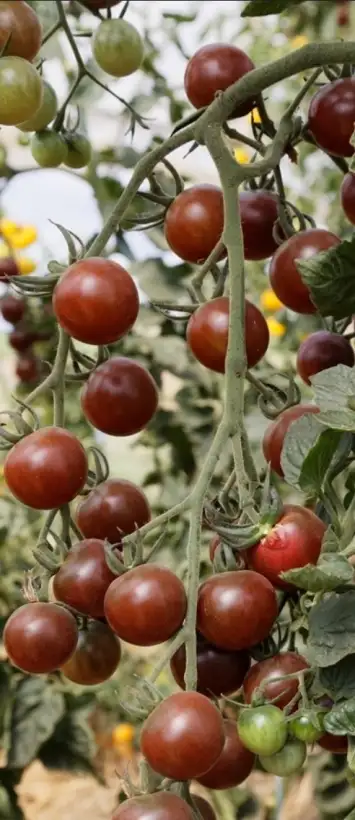 Tomaten: Black Cherry