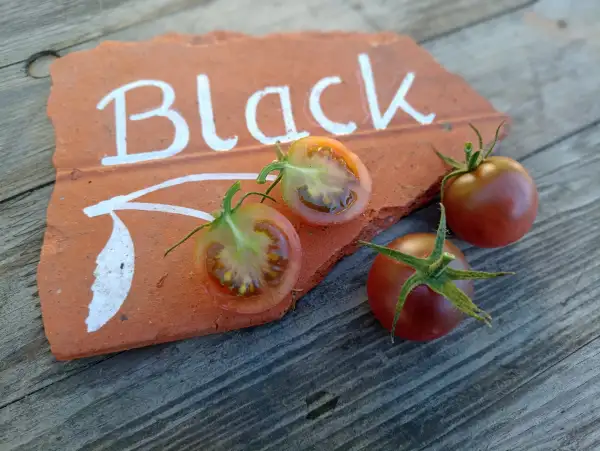 Tomaten: Black Cherry