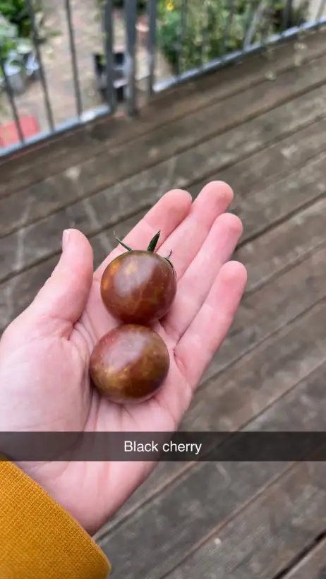 Tomaten: Black Cherry