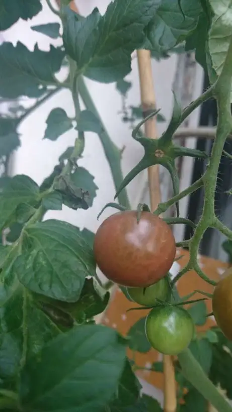 Tomaten: Black Cherry