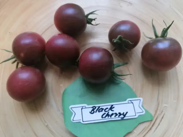 Tomaten: Black Cherry