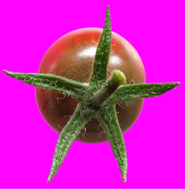 Tomaten: Black Cherry