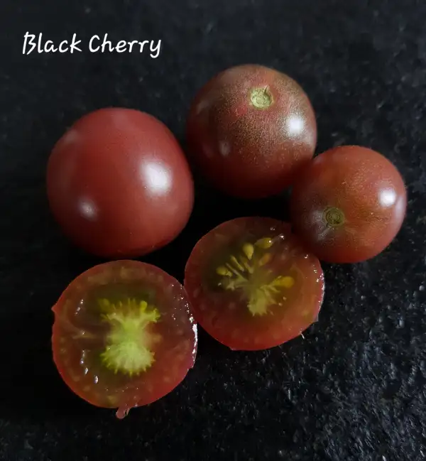 Tomaten: Black Cherry