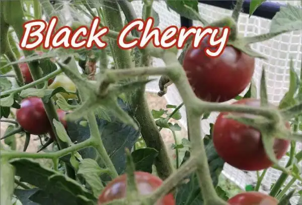 Tomaten: Black Cherry