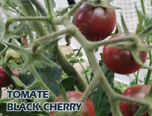 Tomaten: Black Cherry