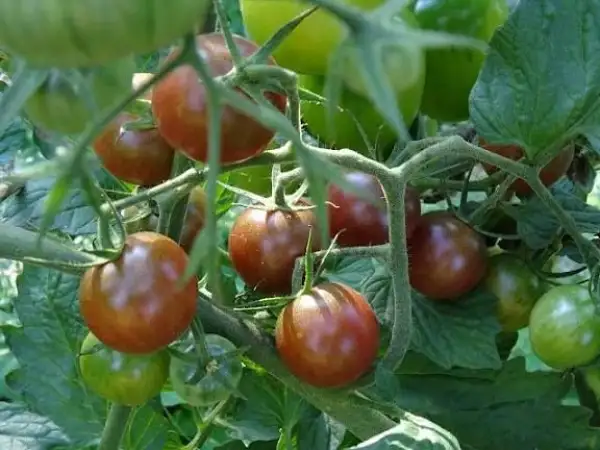 Tomaten: Black Cherry