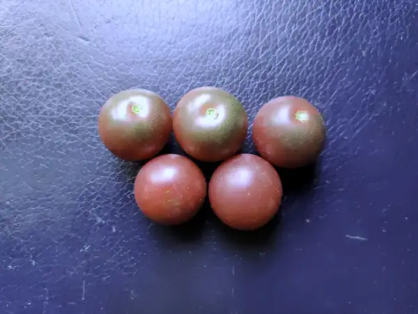 Tomaten: Black Cherry