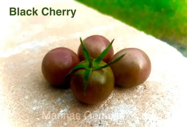 Tomaten: Black Cherry