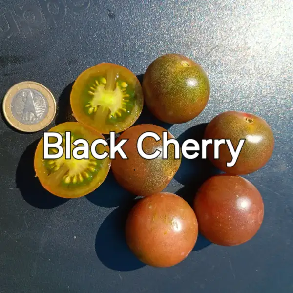 Tomaten: Black Cherry