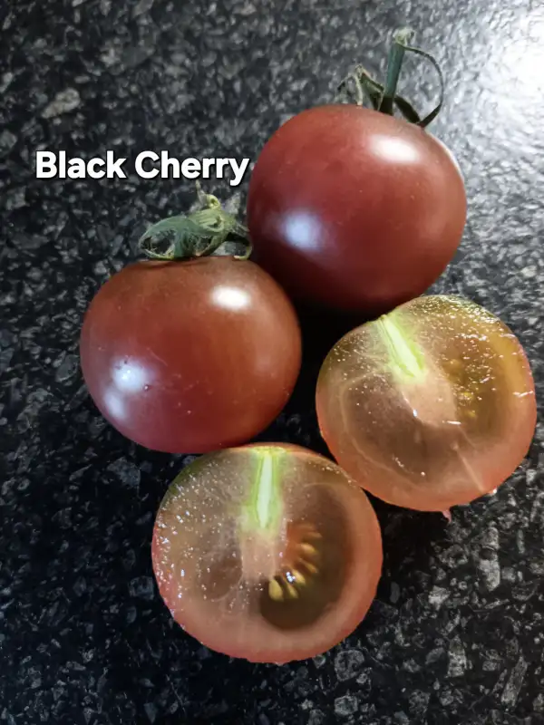 Tomaten: Black Cherry