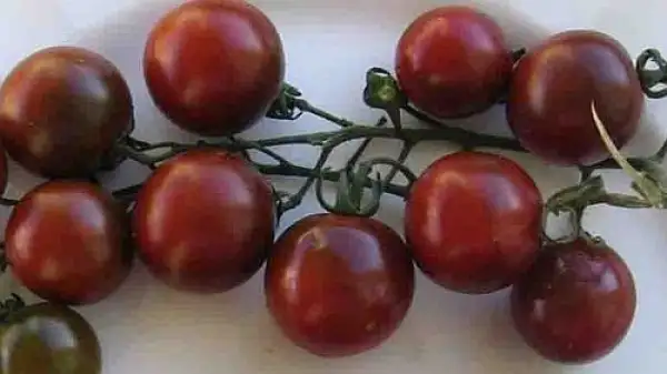 Tomaten: Black Cherry
