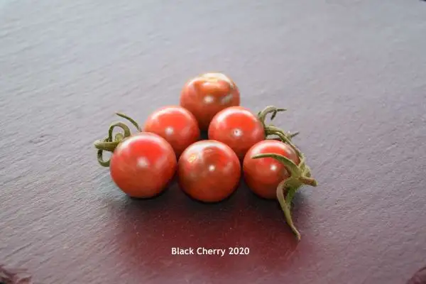 Tomaten: Black Cherry