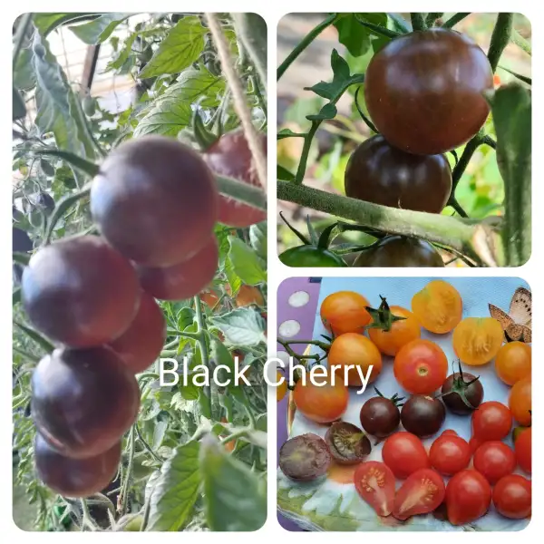 Tomaten: Black Cherry
