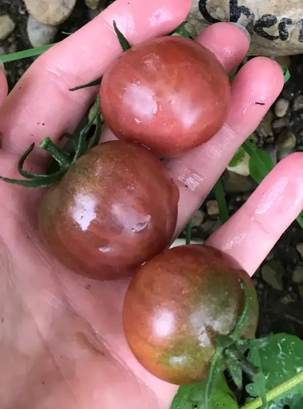 Tomaten: Black Cherry