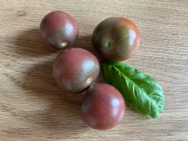 Tomaten: Black Cherry