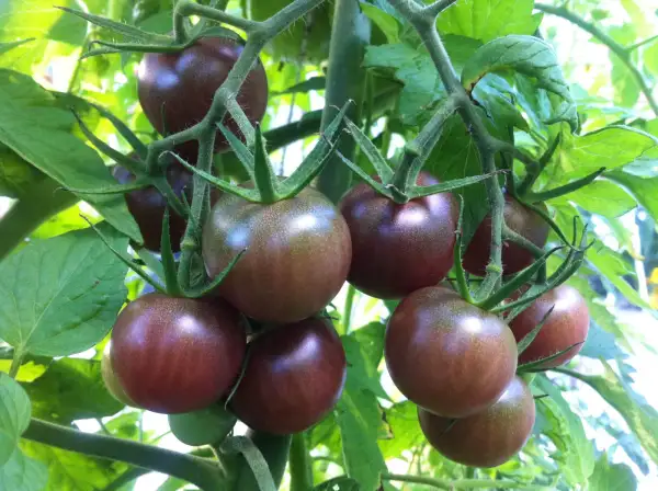 Tomaten: Black Cherry