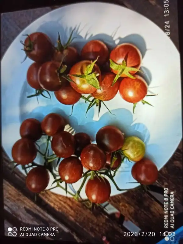 Tomaten: Black Cherry