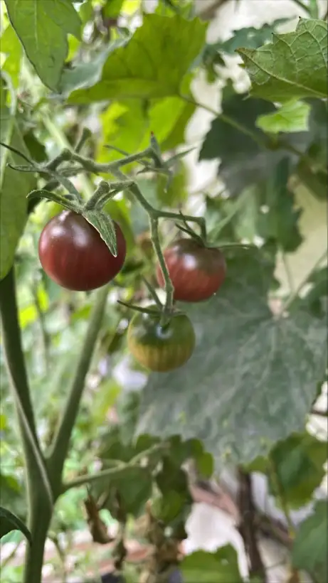 Tomaten: Black Cherry