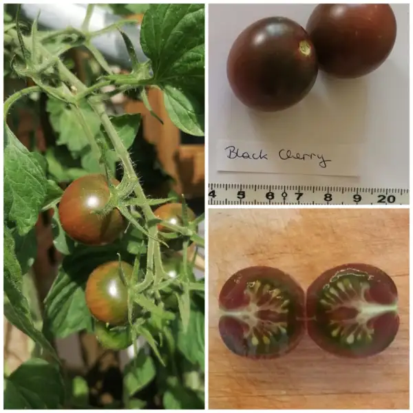 Tomaten: Black Cherry