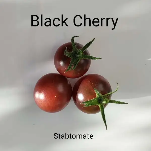 Tomaten: Black Cherry