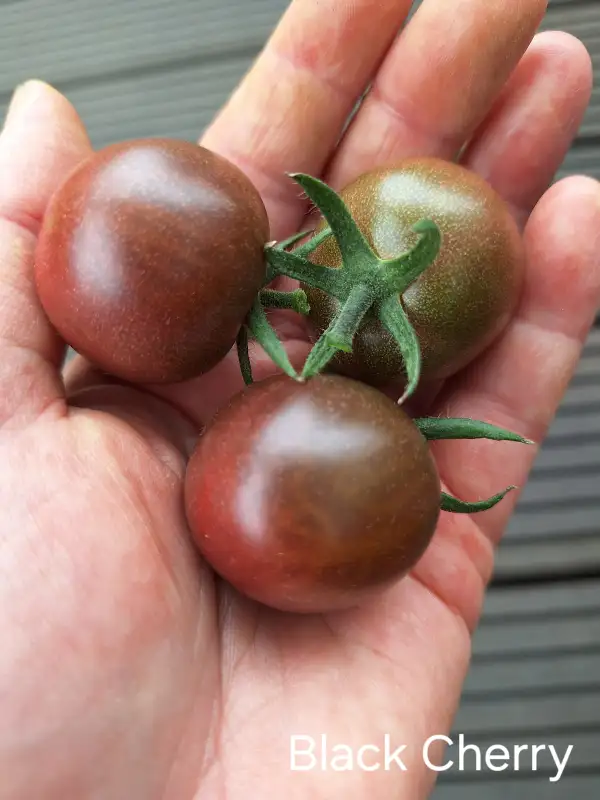 Tomaten: Black Cherry