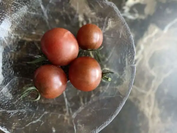 Tomaten: Black Cherry