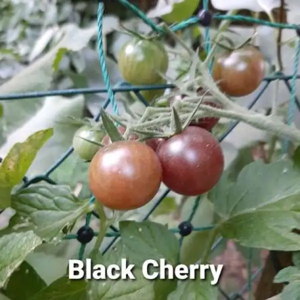 Tomaten: Black Cherry