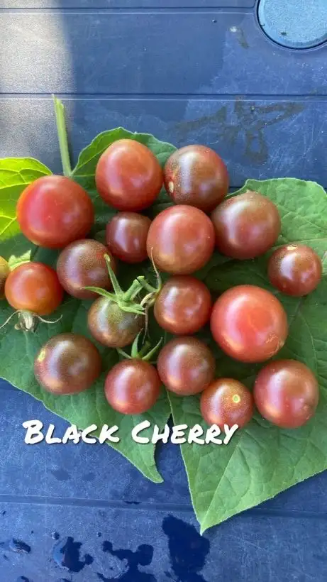 Tomaten: Black Cherry