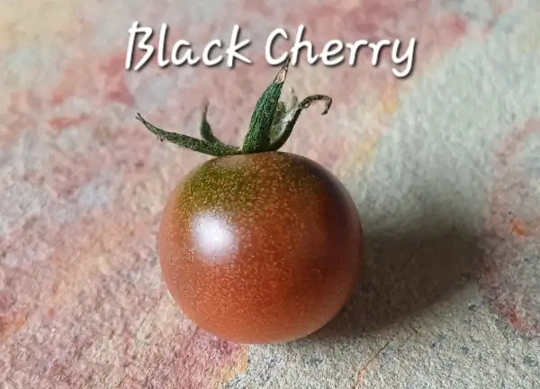 Tomaten: Black Cherry