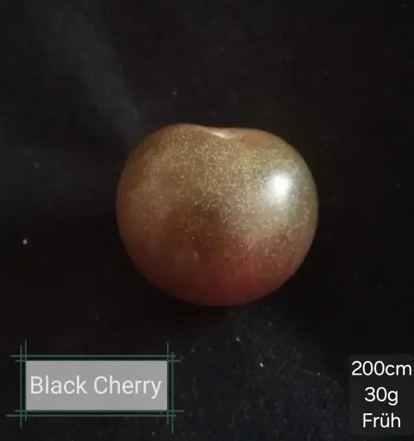 Tomaten: Black Cherry