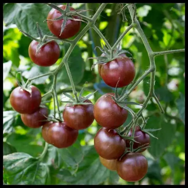 Tomaten: Black Cherry