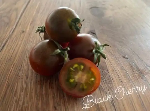 Tomaten: Black Cherry