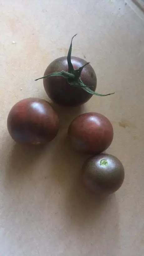 Tomaten: Black Cherry