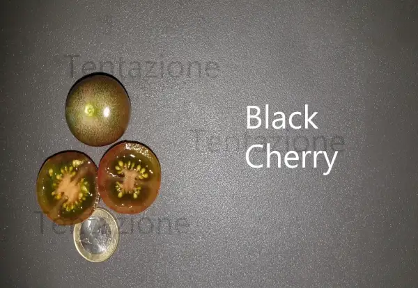 Tomaten: Black Cherry