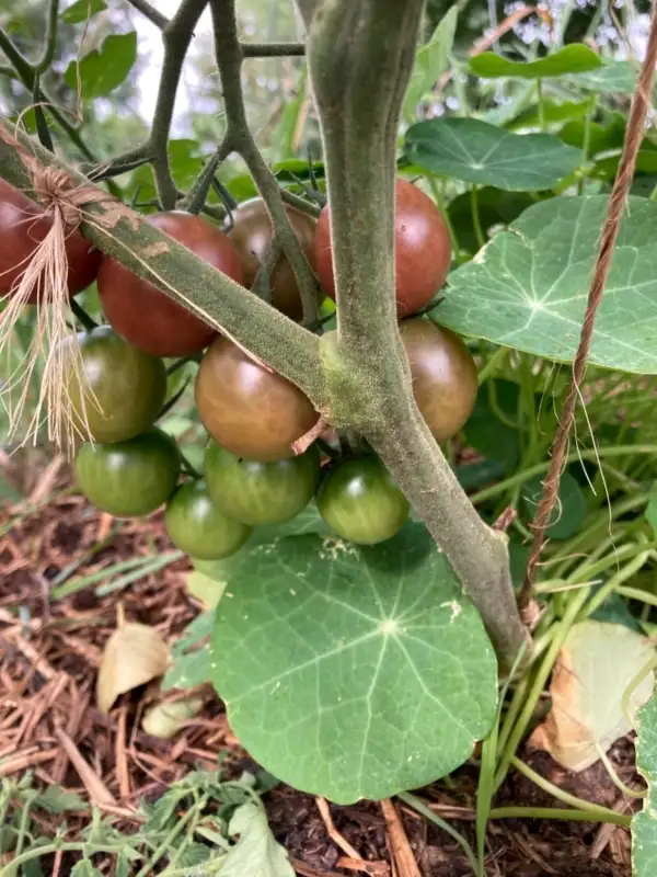 Tomaten: Black Cherry