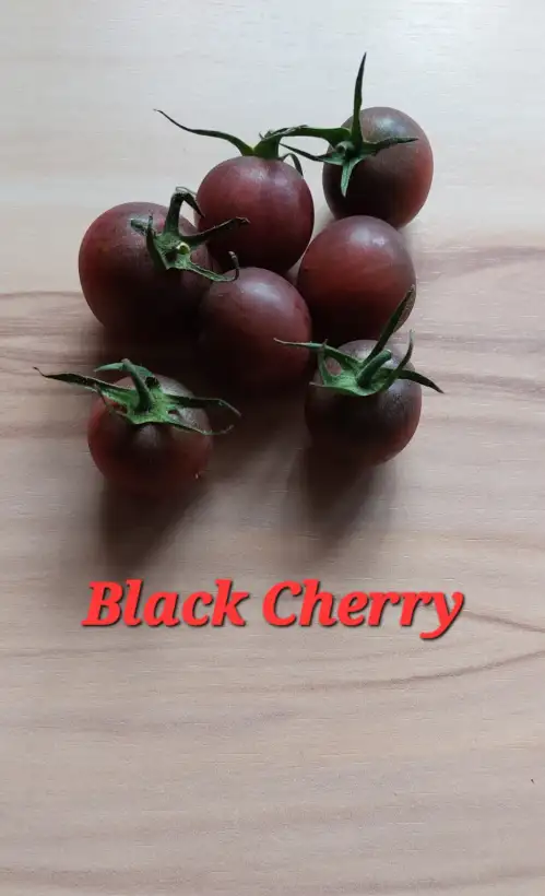 Tomaten: Black Cherry