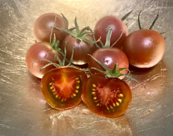 Tomaten: Black Cherry