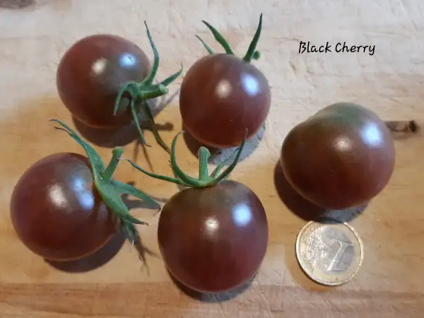 Tomaten: Black Cherry