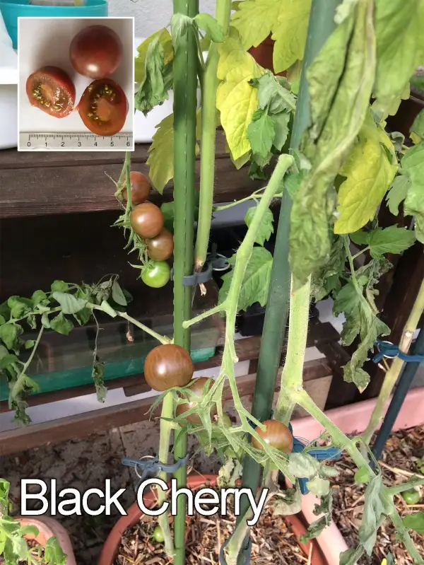 Tomaten: Black Cherry