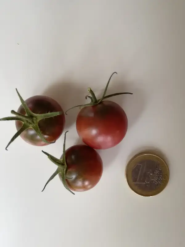 Tomaten: Black Cherry