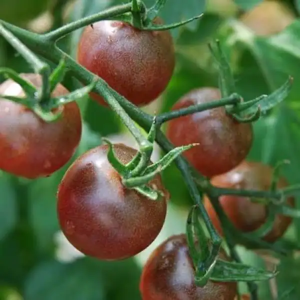 Tomaten: Black Cherry Tomate
