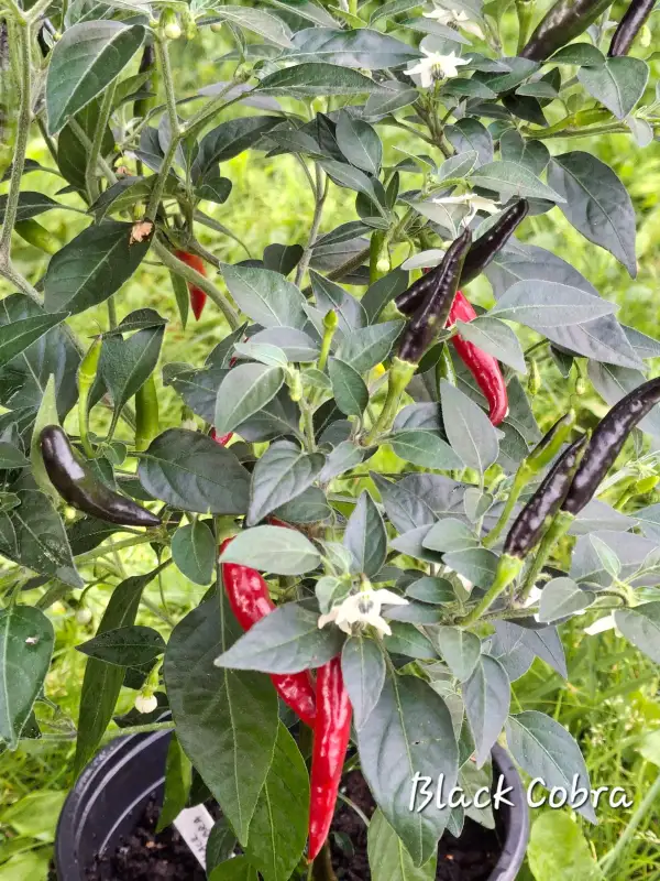 Chili / Paprika: Black Cobra