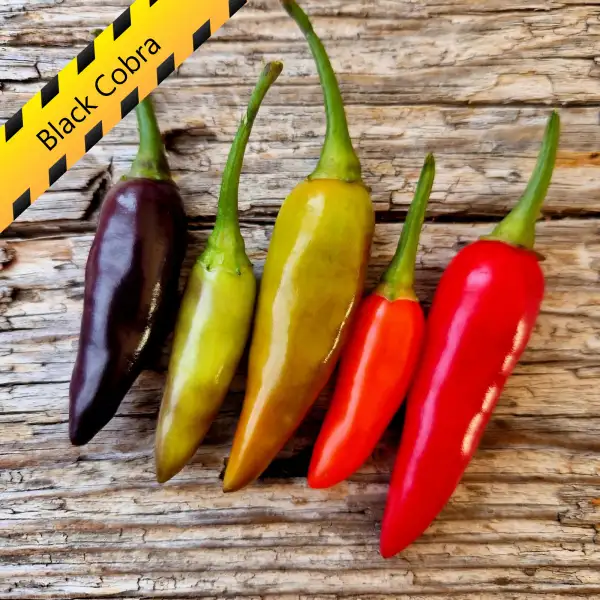 Chili: Black Cobra